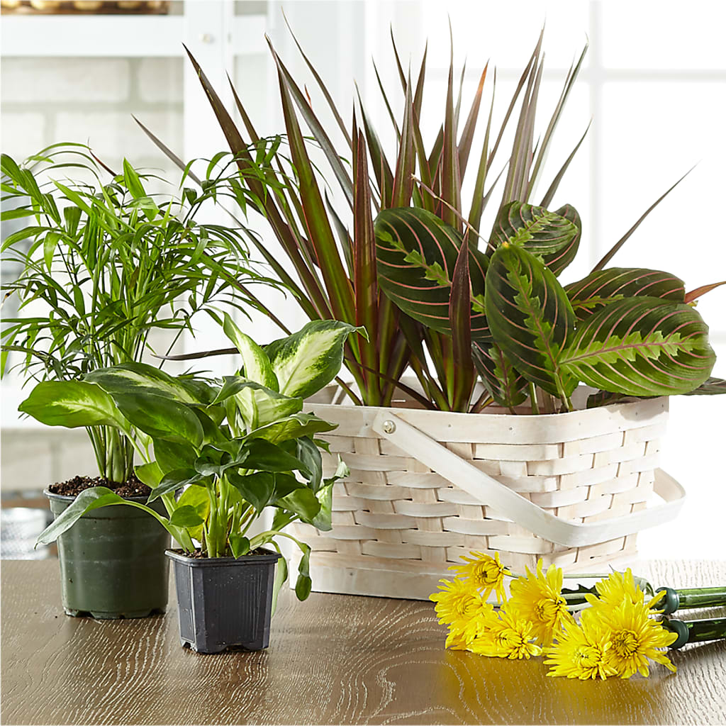 Florist Designed Blooming and Green Plants in a Basket – Designs By Debbie, Cassville MO