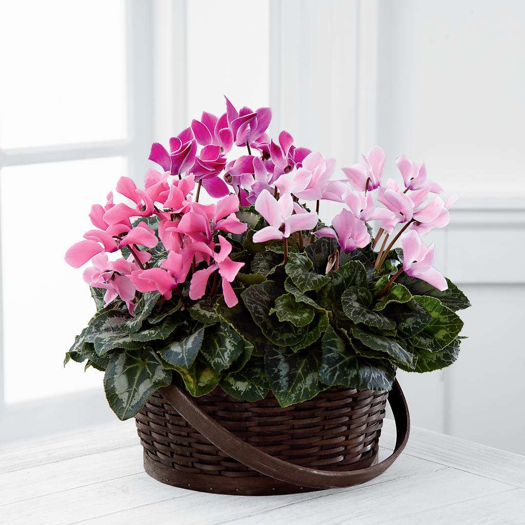 Mixed Cyclamen Planter – Designs By Debbie, Cassville MO