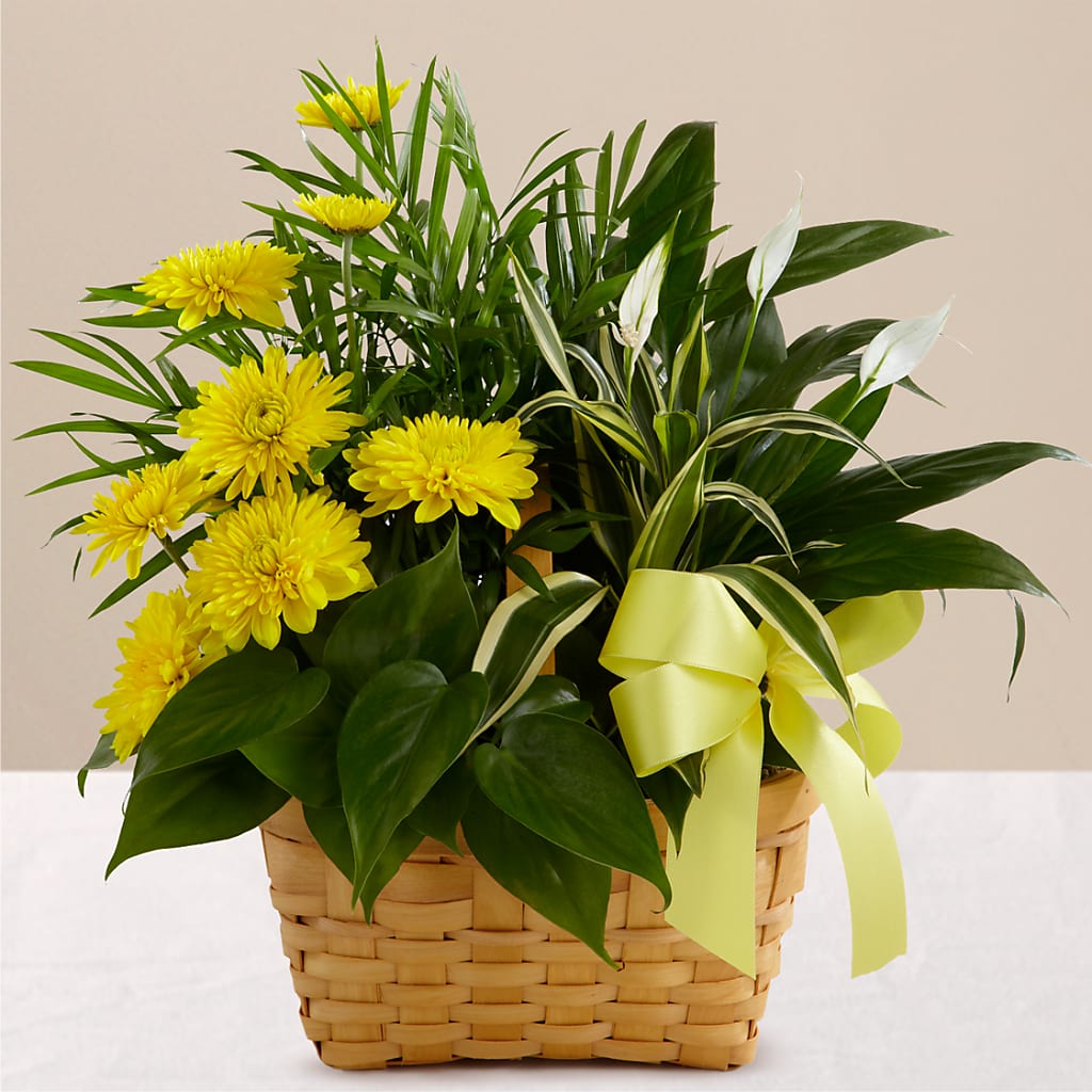 Loving Light Dishgarden – Designs By Debbie, Cassville MO