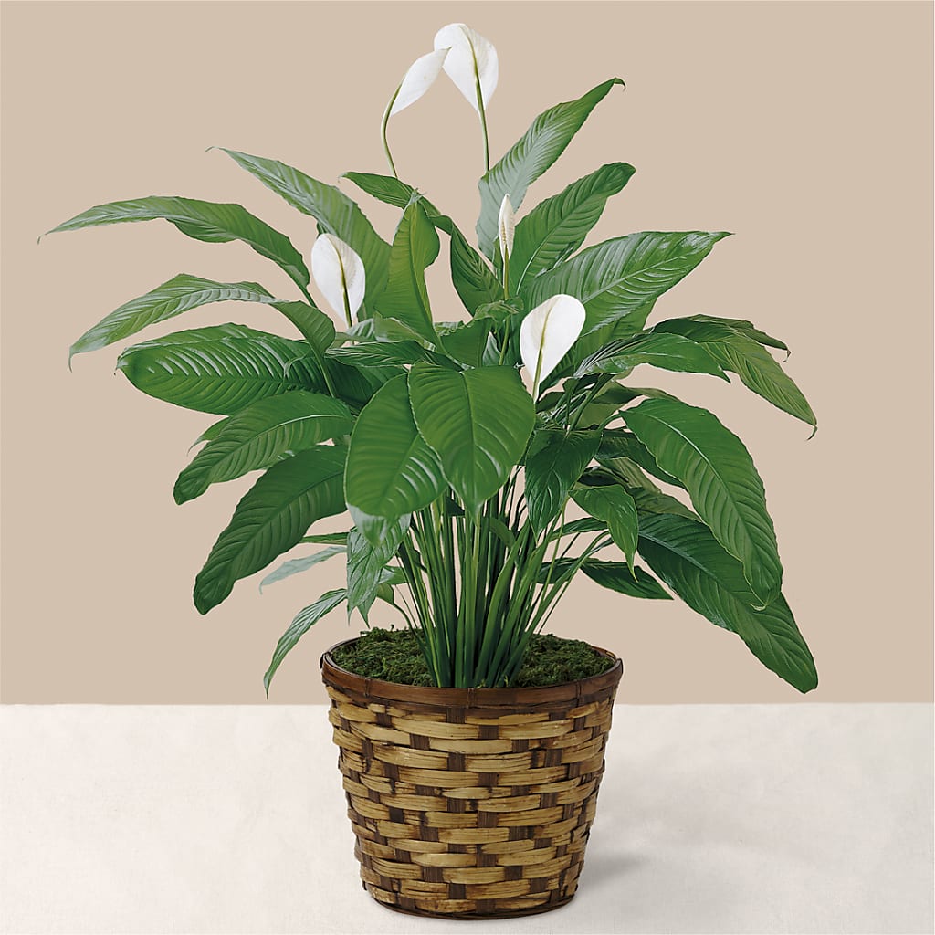 Tranquil Moments Peace Lily Plant – Designs By Debbie, Cassville MO