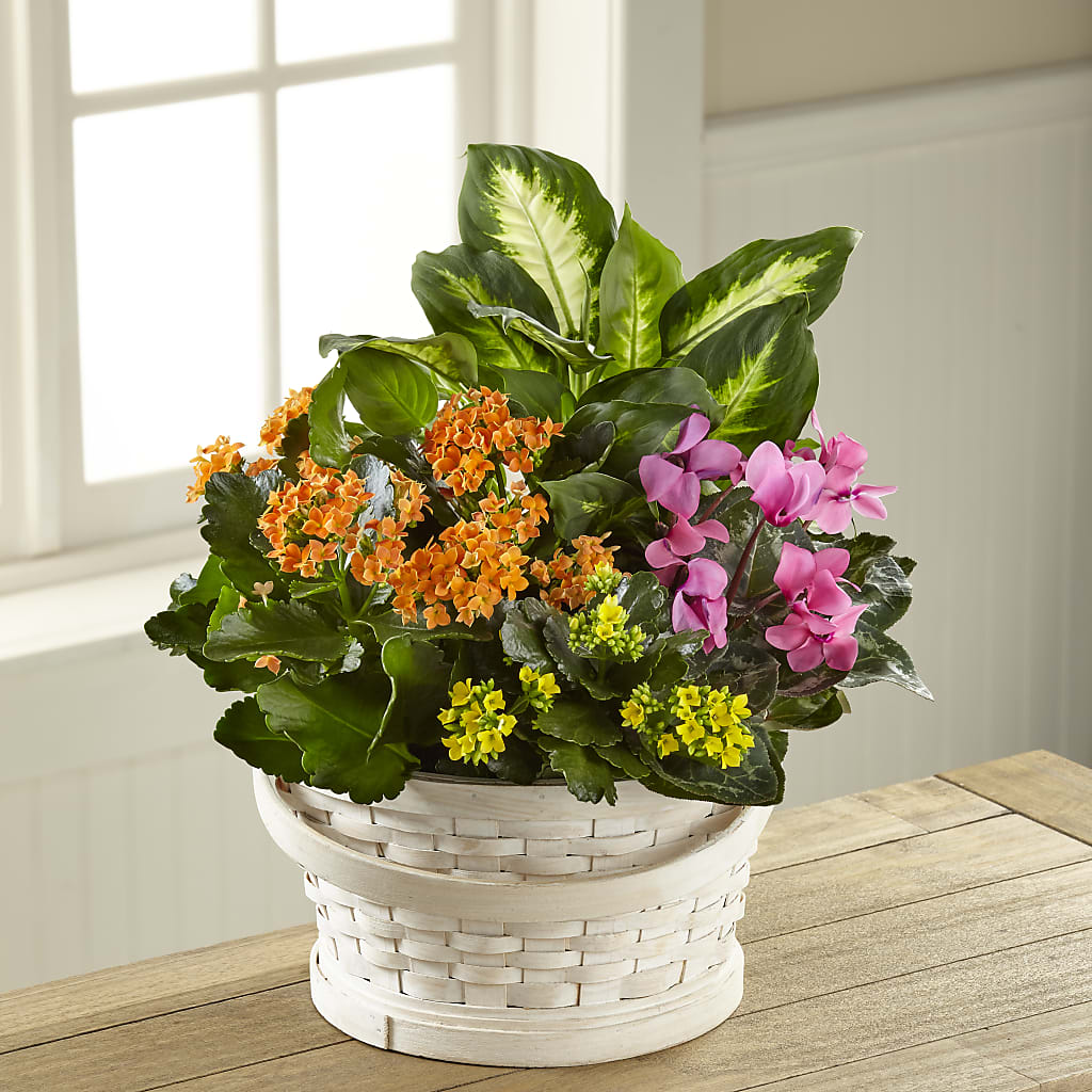 Color Crush Dishgarden – Designs By Debbie, Cassville MO