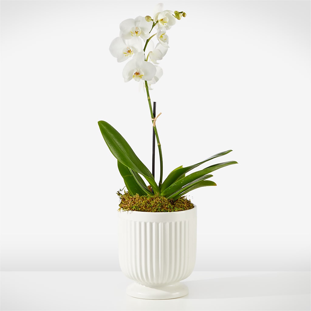 Whispering White Orchid – Designs By Debbie, Cassville MO