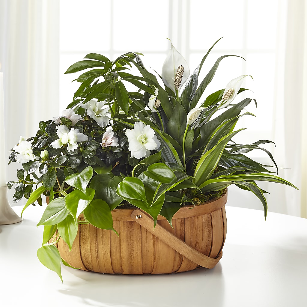Serene Dishgarden – Designs By Debbie, Cassville MO