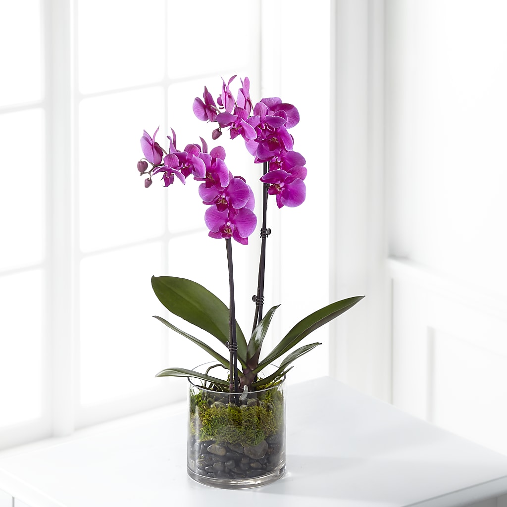 Pink Orchid Plant – Designs By Debbie, Cassville MO