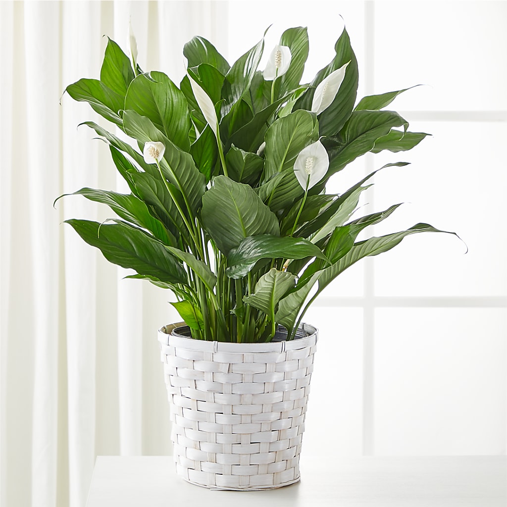 A New Leaf Peace Lily – Designs By Debbie, Cassville MO