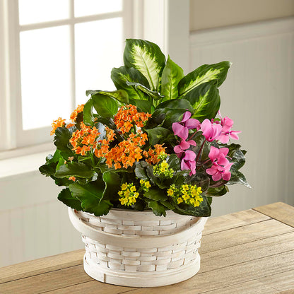 Color Crush Dishgarden –  Designs By Debbie, Cassville MO