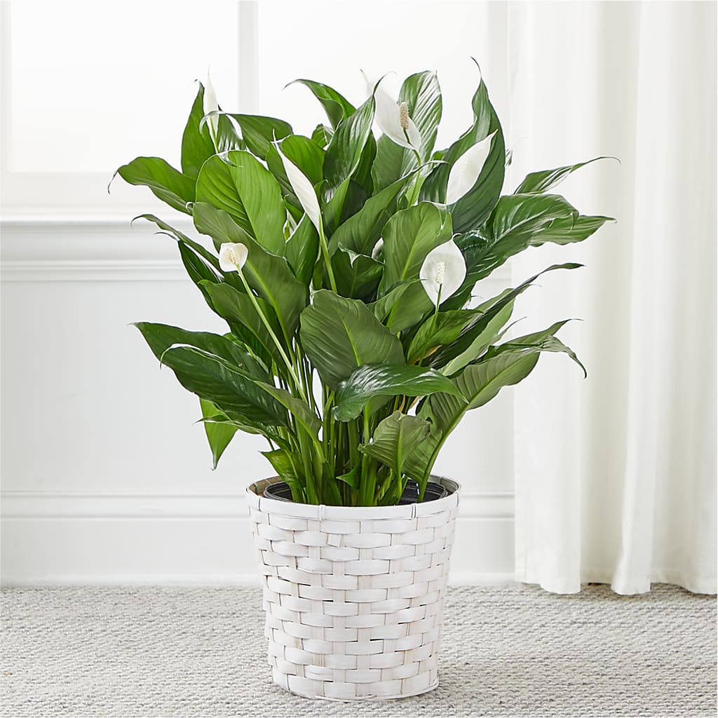 A New Leaf Peace Lily –  Designs By Debbie, Cassville MO