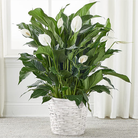 A New Leaf Peace Lily –  Designs By Debbie, Cassville MO