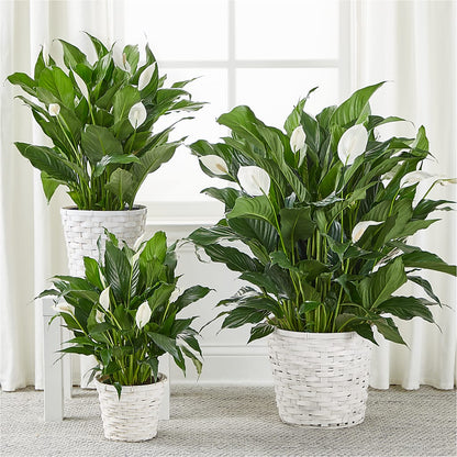 A New Leaf Peace Lily –  Designs By Debbie, Cassville MO
