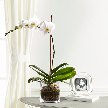 White Orchid Planter –  Designs By Debbie, Cassville MO